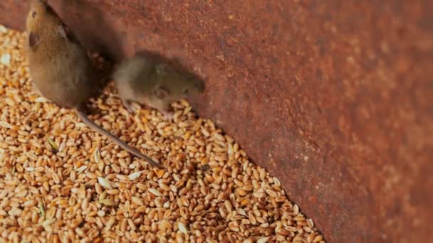 Mäusefamilie Einem Eisernen Fass Zur Lagerung Von Weizen Aus Nächster — Stockvideo