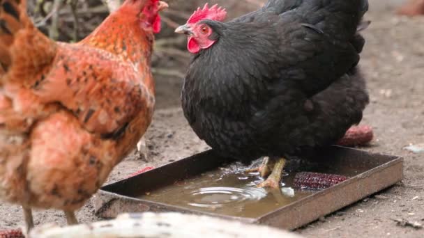 黒の鶏は茶色の鶏と一緒にフィーダーから水を飲む 高品質4K映像 — ストック動画