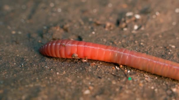 Close Earthworm Crawling Camera High Quality Footage — Stock Video