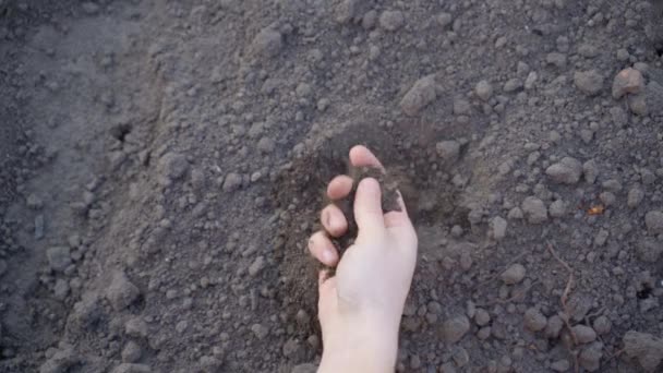 Kéz Dörzsöli Talajt Közelről Háttérben Kerti Ágyak Felülnézet Termékeny Talaj — Stock videók