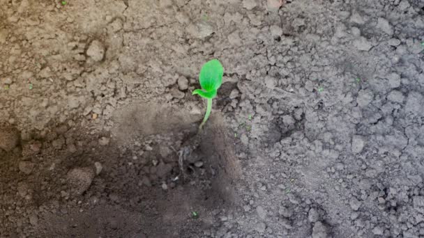 Una Mano Planta Brote Calabacín Primer Plano Del Suelo Vista — Vídeos de Stock