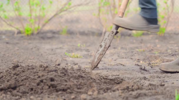 Detailní Záběr Kopání Zahradní Půdy Lopatou Ruční Zpracování Domácí Zahrady — Stock video