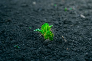 İlk yeşil patates, yağmurdan sonra bir su damlasında bir bahçe yatağında büyüyen yakın plan filizlenir.