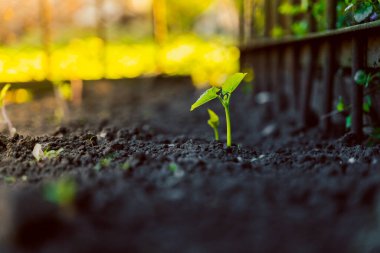İlk taze fasulye yaprakları. Gün batımında bir bahçe yatağında fasulye pamukları