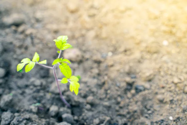 Uma Planta Cultivada Sementes Tomate Cresce Jardim Nascer Sol — Fotografia de Stock