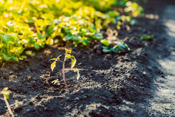 Brote Joven Tomate Que Crece Cerca Una Cama Jardín Fondo — Foto de Stock