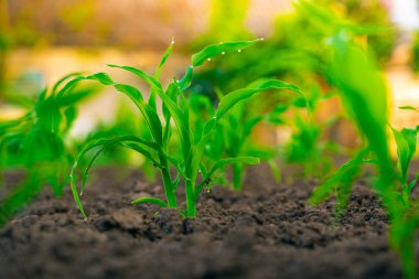 Mısırlar bahçe yatağında büyür. Akşamları, gün batımında.