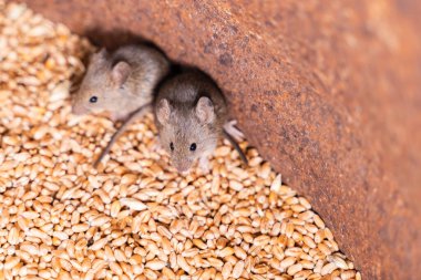 Buğday deposuna yakın iki küçük tarla faresi.