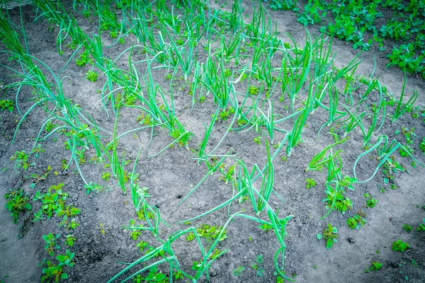 Een Vierkante Bed Van Een Huis Tuin Met Groeiende Groene — Stockfoto