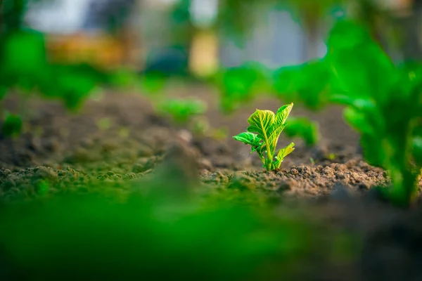 Новий Молодий Паросток Картоплі Росте Грунті Садовому Клумбі Крупним Планом — стокове фото