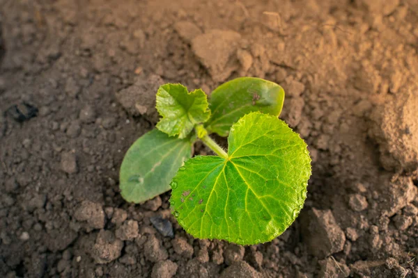 Sebuah Tumbuh Hijau Muda Dari Zucchini Dengan Daun Besar Close — Stok Foto