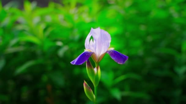 Ένα Πολύ Όμορφο Λουλούδι Ίριδας Ένα Λεπτό Μπλε Βιολετί Χρώμα — Αρχείο Βίντεο