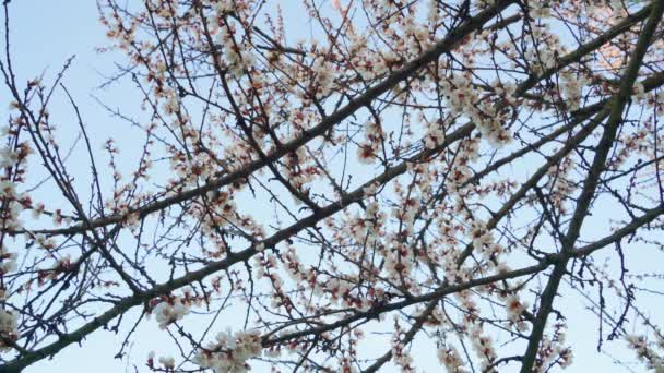 Ett Vackert Blommande Persikoträd Våren Med Himlen Bakgrunden Högkvalitativ Film — Stockvideo