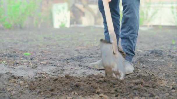 Digging Garden Shovel Hand Close Hand Work Home Vegetable Garden — Stock Video