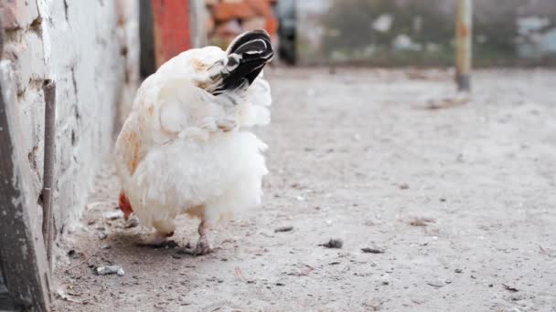 美しい白い鶏が後方に立ち 風が羽を発達させます 国内の鶏の散歩 高品質4K映像 — ストック動画