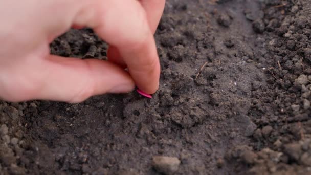 手は明るいピンクのキュウリの種を土に投げ込み 地面のクローズアップで掘る 庭のベッドに種を植えるプロセス 高品質4K映像 — ストック動画