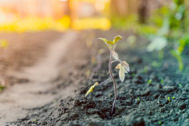 Bahçe yatağında büyüyen genç bir domates filizi. Arka plan bulanık. gün batımı aydınlatma