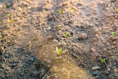 Genç pancarların ilk filizleri akşamleyin bahçedeki yatakta büyür.