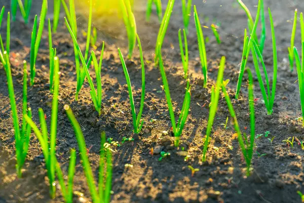 Молодой Зеленый Лук Растет Саду Кровать Крупным Планом Восходе Солнца — стоковое фото