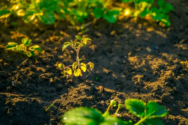 Sadzonka Pomidorów Rośnie Ogrodzie Wschodzie Słońca — Zdjęcie stockowe