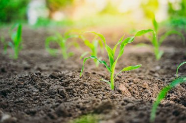 Genç, yeşil bir mısır filizi, bir bahçe yatağında toprakta yetişir. Gün ışığı