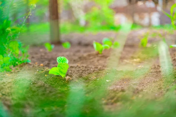 Les Jeunes Pousses Chou Poussent Dans Potager Semis Chou Dans — Photo