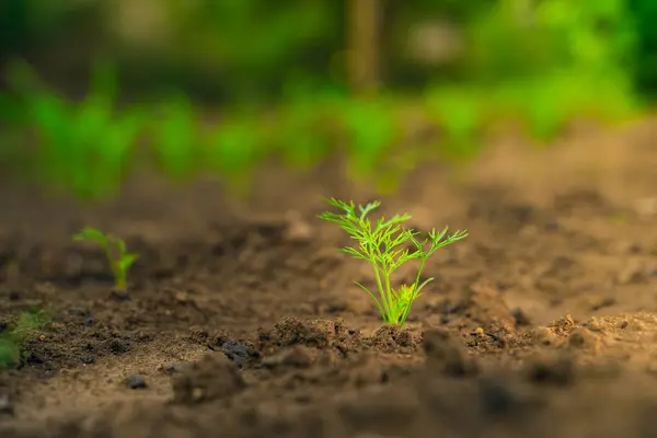 Bir Havucun Ilk Filizi Toprakta Yetişir Bahçesinde Sebze Yetiştiriyor — Stok fotoğraf