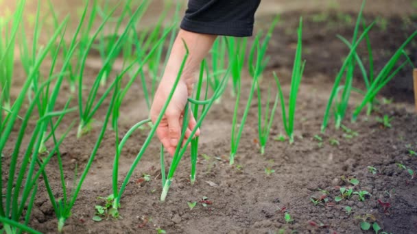 Een Hand Knijpt Verse Groene Uien Een Eigen Tuinbed Groenen — Stockvideo