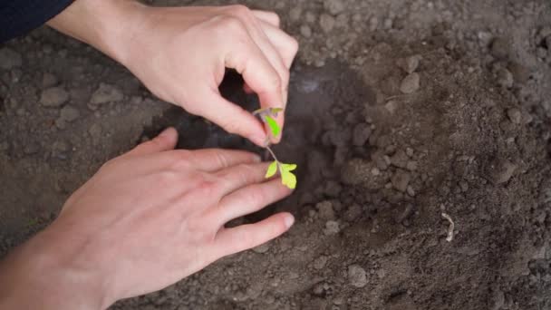 トマト苗の接近 トップビューを植えるプロセス 高品質のフルHd映像 — ストック動画