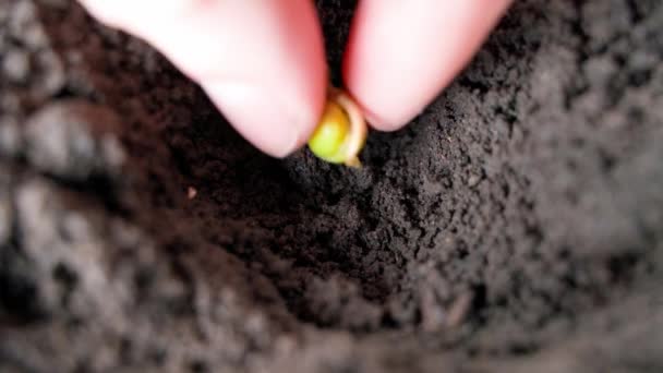 Hand Puts Sprouted Pea Soil Close Sprinkles Earth High Quality — Stock Video