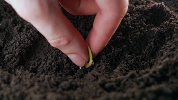 Крупным Планом Рука Зажимает Прорастающее Зерно Кукурузы Почву Посыпает Землей — стоковое видео