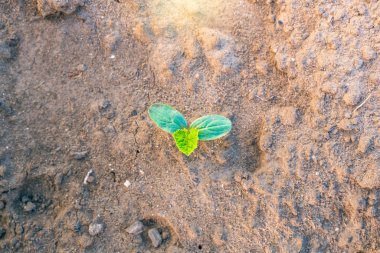 Bir salatalıktan çıkan yeni bir tomurcuk, güneşin doğuşunda, bir bahçe yatağında yetişir.