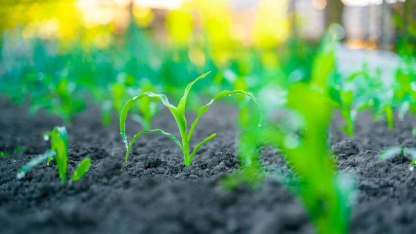 Молода Зелена Кукурудза Краплі Води Росте Крупним Планом Садовому Ліжку — стокове фото