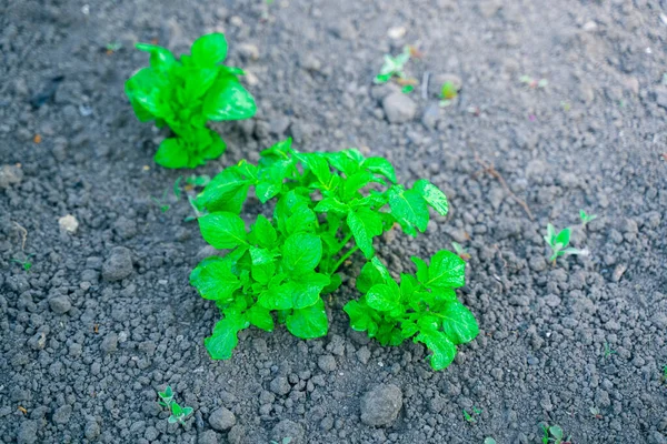 Heldere Groene Verzadigde Bladeren Van Een Groeiende Aardappel Close Tegen — Stockfoto