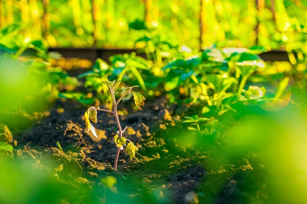 Close Tomato Seedling Growing Soil Garden Bed Sunset — Stock Photo, Image