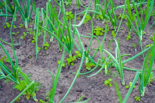 Groene Uien Begroeid Met Onkruid Het Bed Van Een Huis — Stockfoto