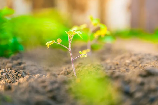 Uma Planta Cultivada Sementes Tomate Jovem Cresce Solo Uma Cama — Fotografia de Stock