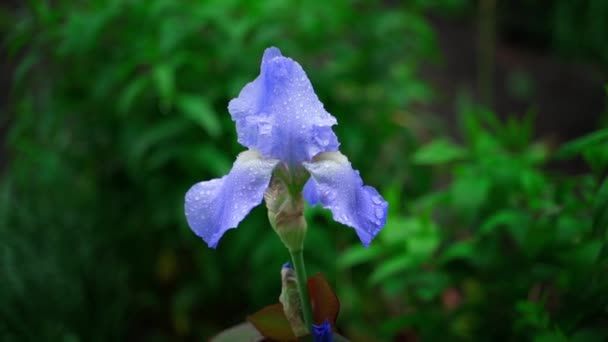 Hermosa Flor Rica Iris Azul Violeta Cerca Gotas Después Lluvia — Vídeo de stock