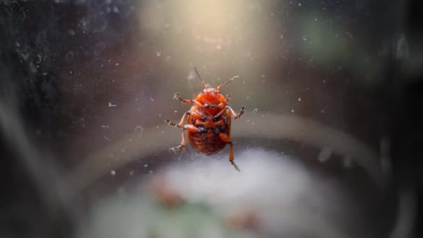 一个爬行的科罗拉多马铃薯甲虫的底部视图 科罗拉多州的马铃薯甲虫把玻璃杯爬上阳光 优质Fullhd影片 — 图库视频影像