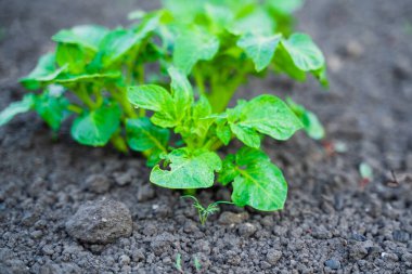 Bahçe yatağında toprakta büyüyen kemirilmiş bir patates yaprağı. patates haşereleri