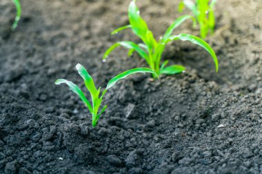Su damlalarındaki genç yeşil mısır bir bahçe yatağında büyür. Büyüme sürecinde mısır filizleri