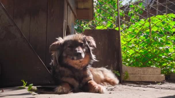 Seekor Anjing Coklat Berjemur Bawah Sinar Matahari Dan Menjilat Bibirnya — Stok Video