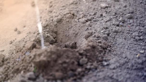 Agua Vierte Agujero Siembra Para Humedecer Suelo Jardinería Casera Plantación — Vídeo de stock