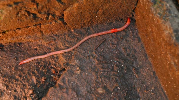 一只长蚯蚓爬进了混凝土的死胡同里 高质量的4K镜头 — 图库视频影像