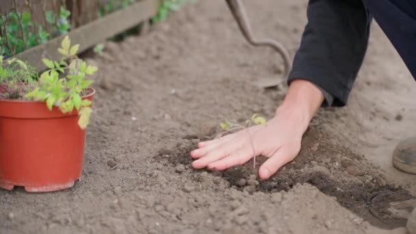 Compactando Suelo Alrededor Una Plántula Tomate Recién Plantada Imágenes Fullhd — Vídeos de Stock