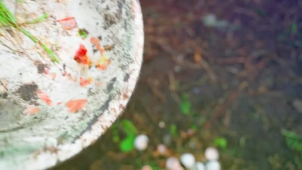 Mat Organiskt Avfall Efter Person Kompost Hög Återvinning Trädgårdsskötsel Högkvalitativ — Stockvideo