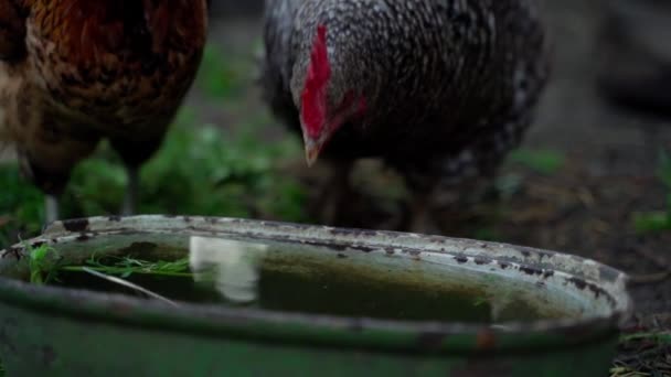 鶏は夜の終わりに水を飲み ゆっくりと動きます 高品質のフルHd映像 — ストック動画