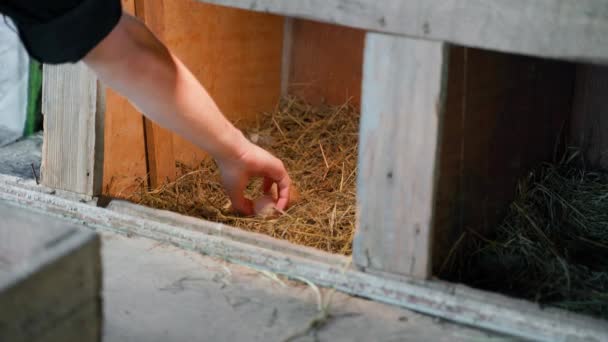 Bir Kırık Bir Yuvadan Yeni Bırakılmış Tavuk Yumurtası Topluyor Yüksek — Stok video