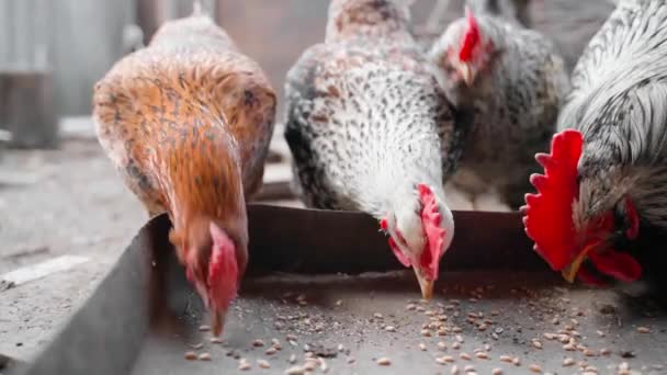 Pollos Gallos Picoteando Trigo Desde Primer Plano Del Alimentador Cámara — Vídeos de Stock