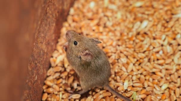 Sebuah Mouse Berdiri Kaki Belakangnya Dalam Penyimpanan Gandum Close Top — Stok Video